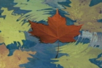 Video Grab - Leaf